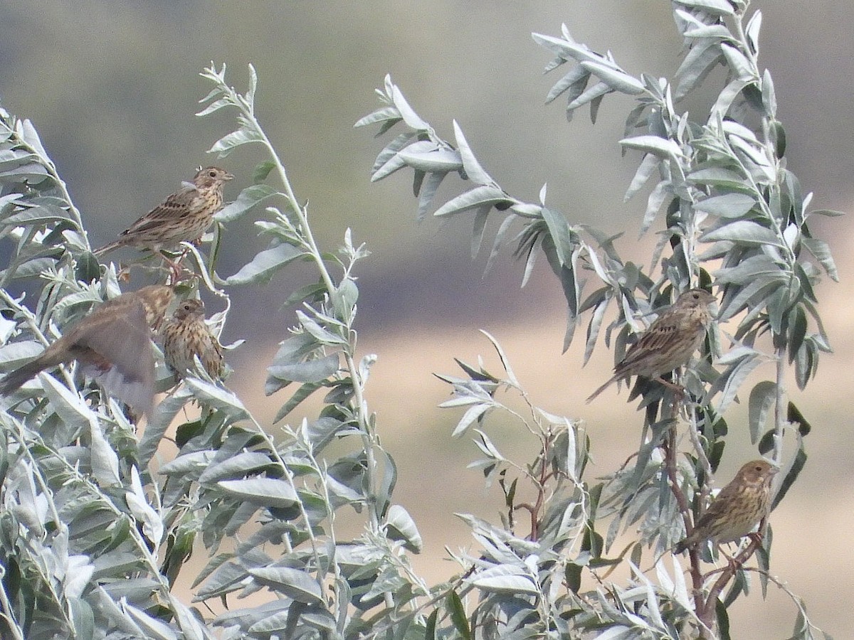 Corn Bunting - ML623935782