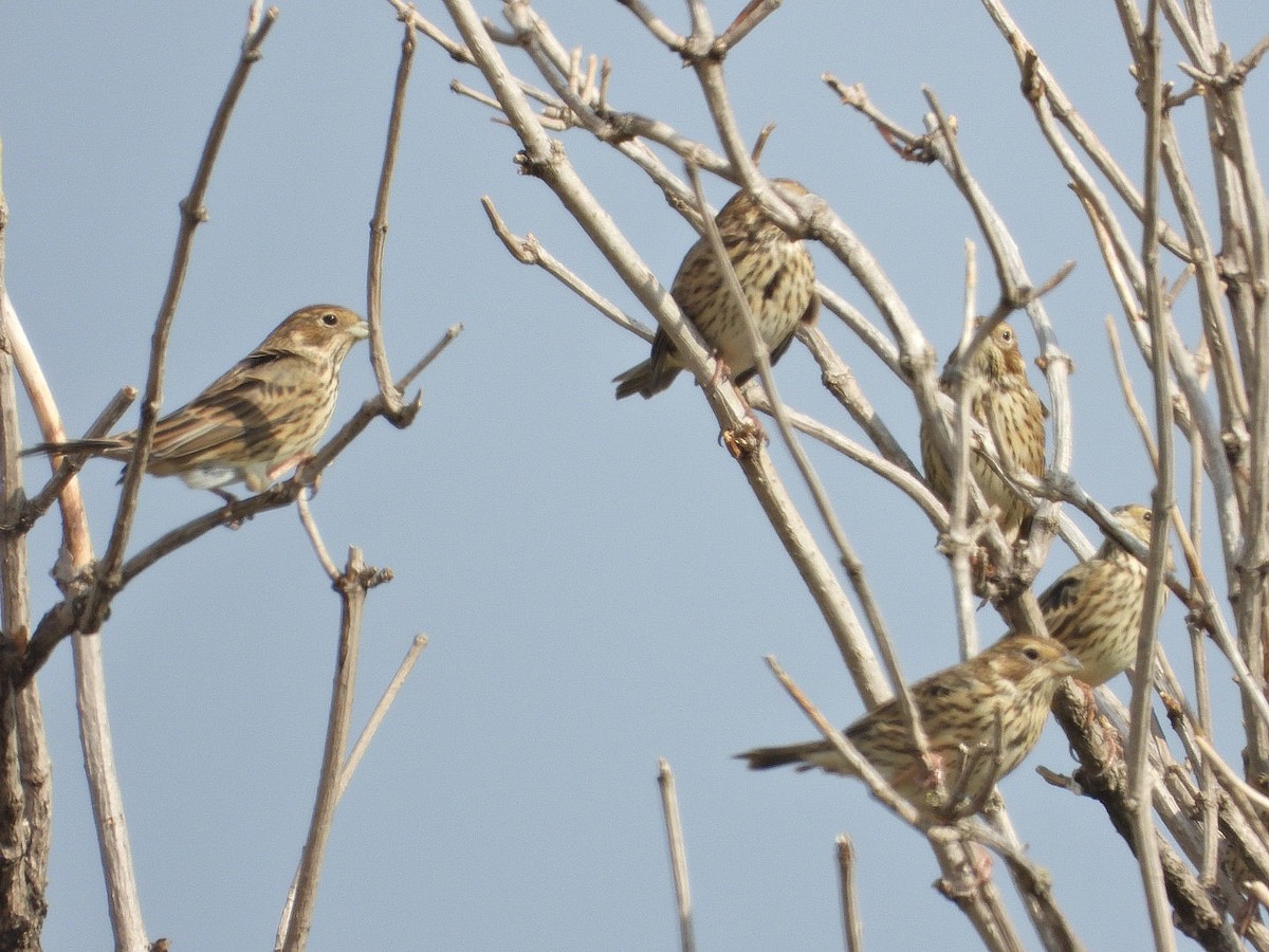 Corn Bunting - ML623935783