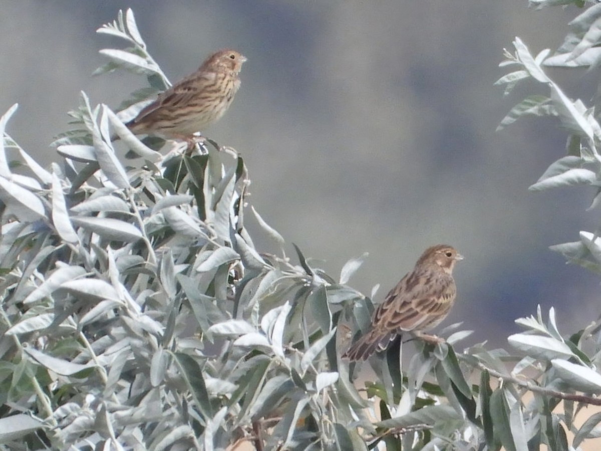 Corn Bunting - ML623935786