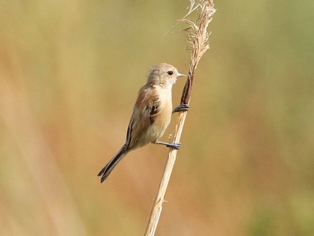 Eurasian Penduline-Tit - ML623935793