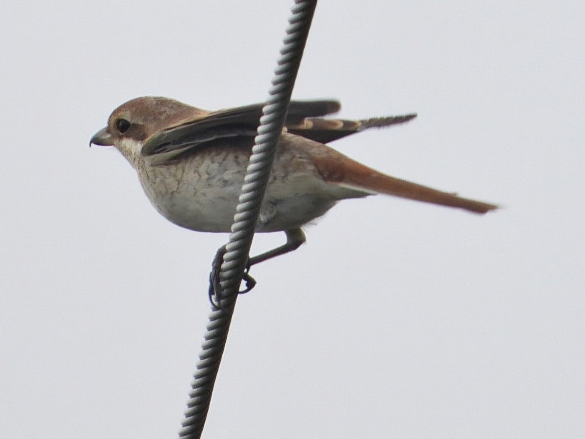 Red-backed Shrike - ML623935798