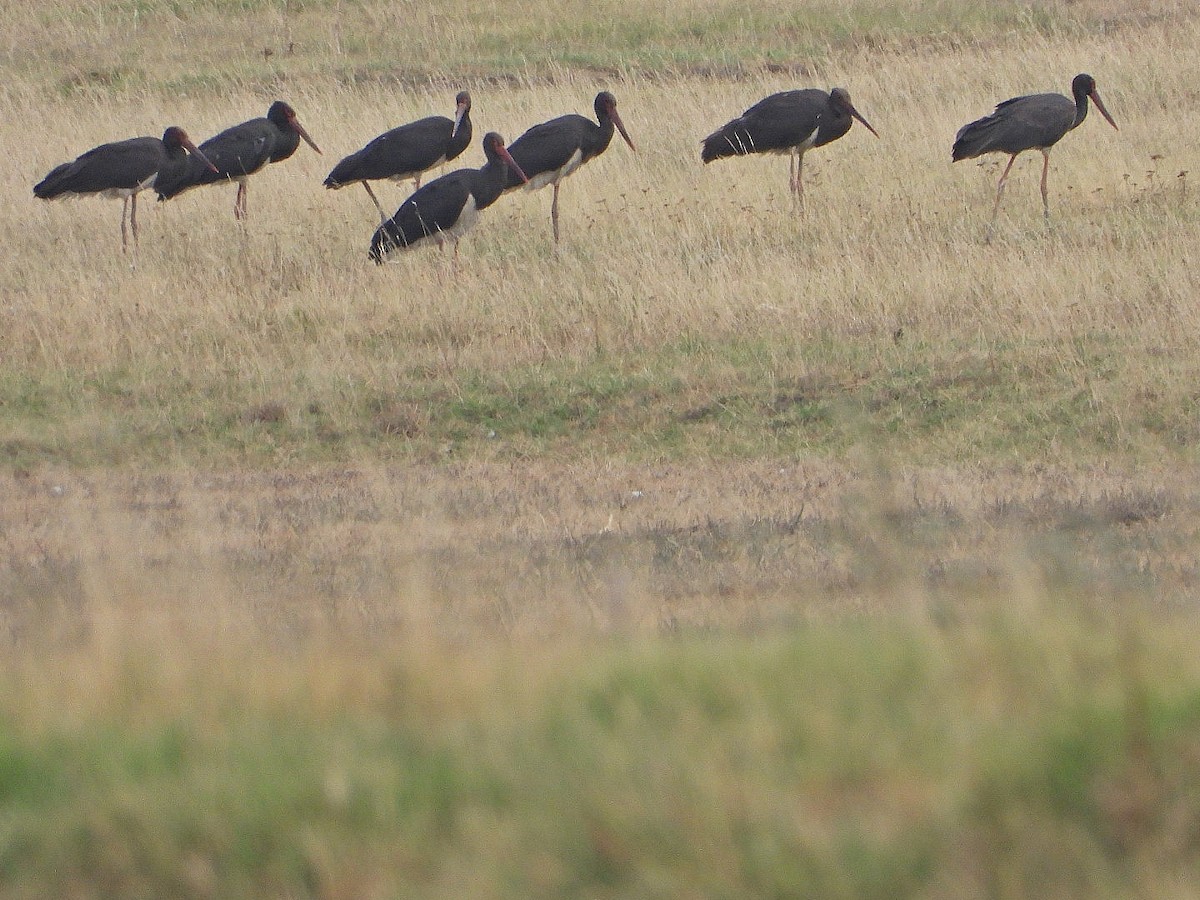 Black Stork - ML623935807