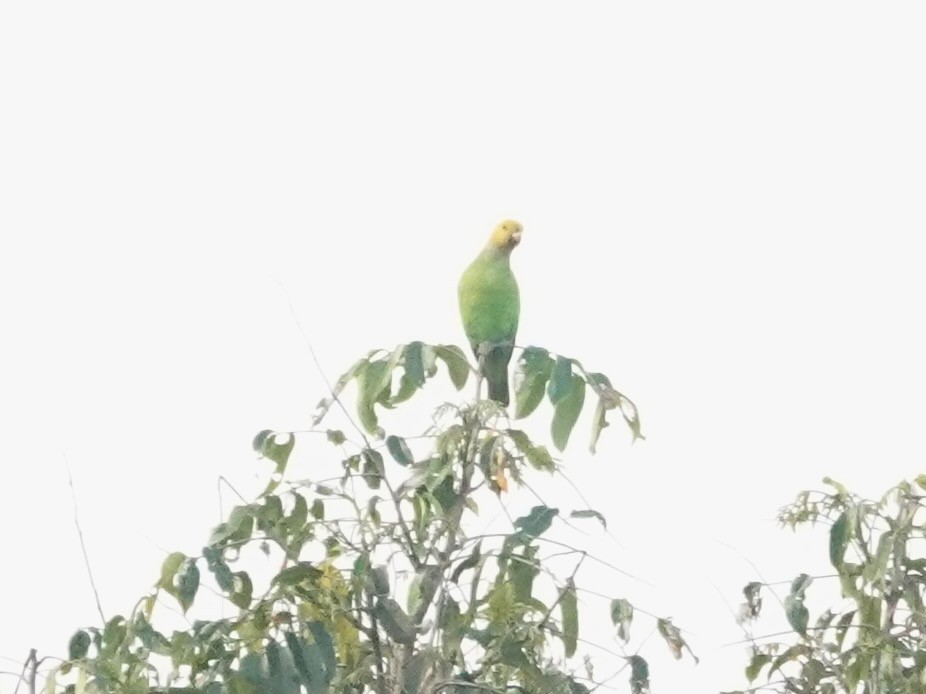 Singing Parrot (Northern) - ML623935809