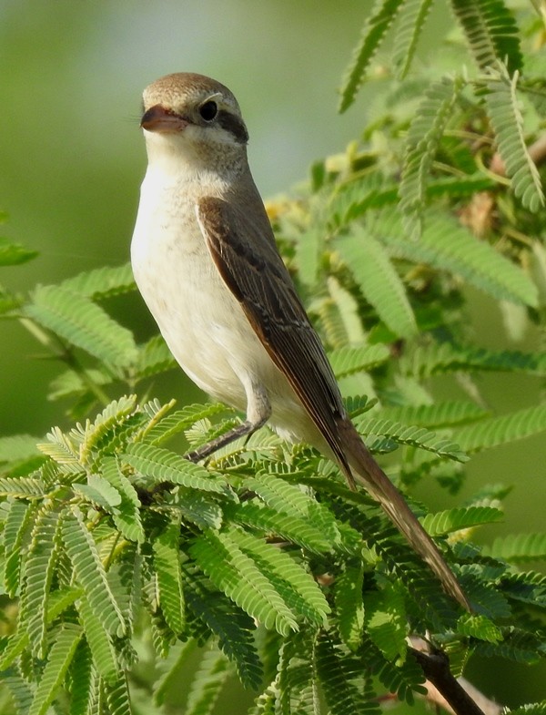 Red-tailed Shrike - ML623935816