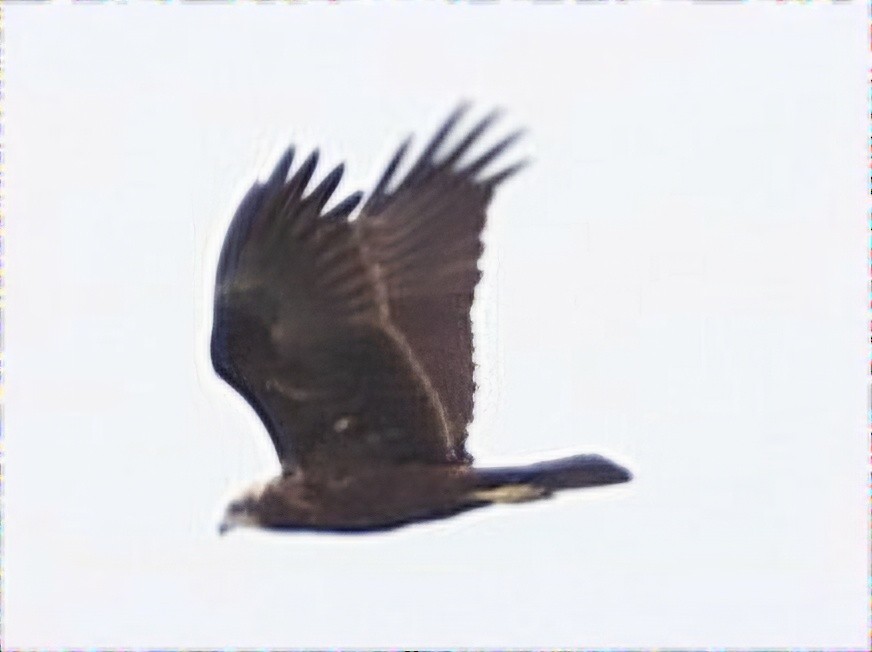 Western Marsh Harrier - ML623935827