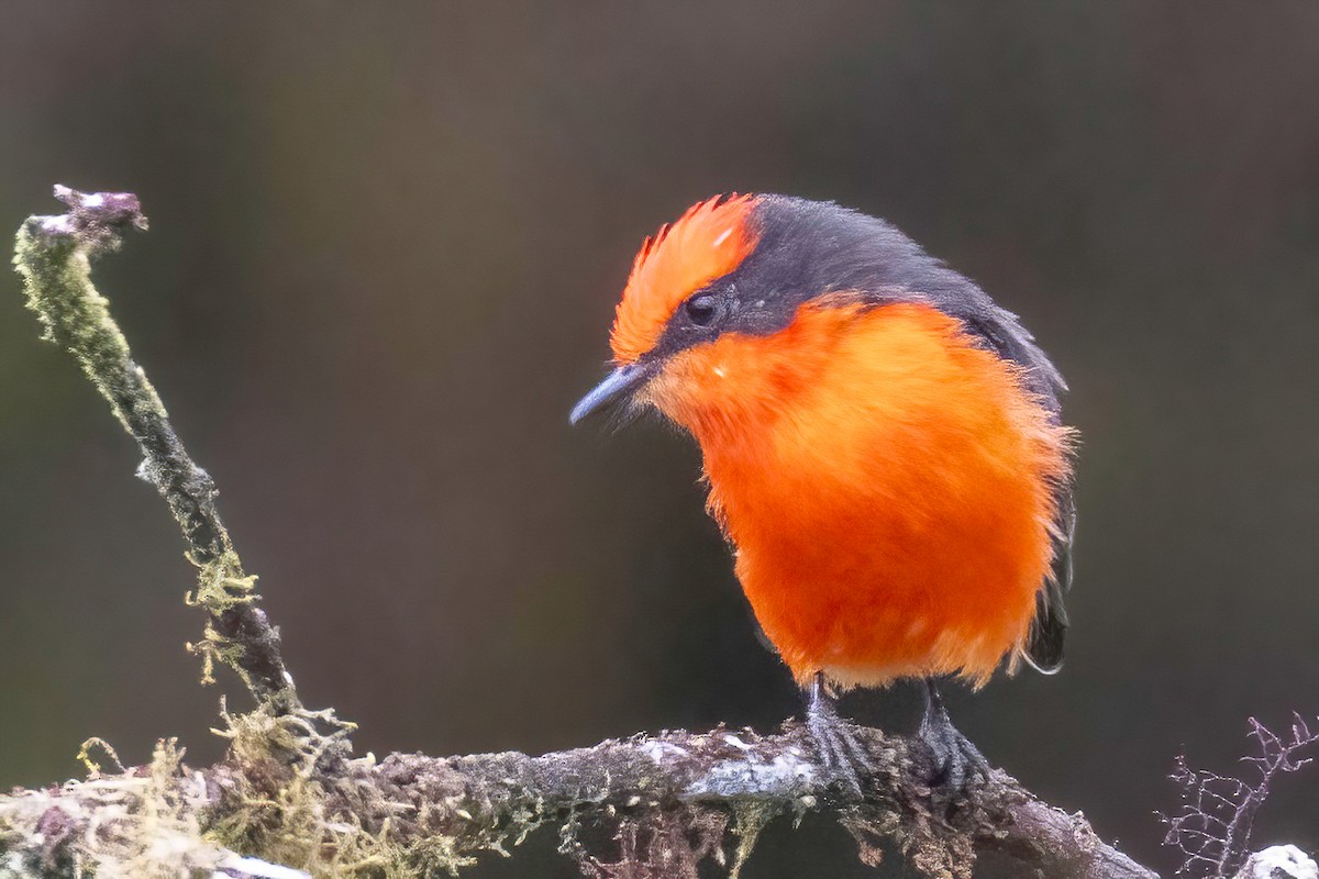 Brujo Flycatcher (Galapagos) - ML623935830