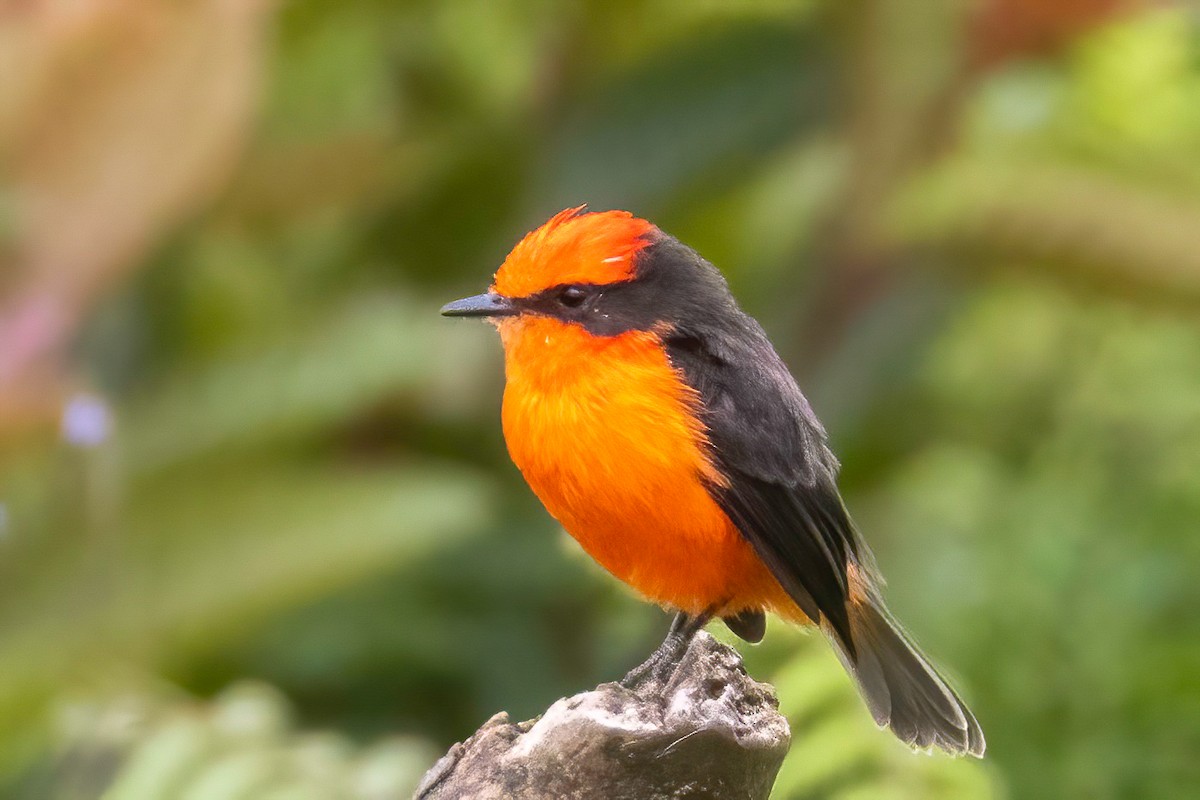 Brujo Flycatcher (Galapagos) - ML623935831