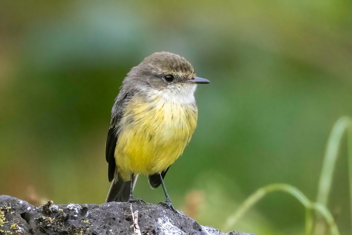 Brujo Flycatcher (Galapagos) - ML623935832