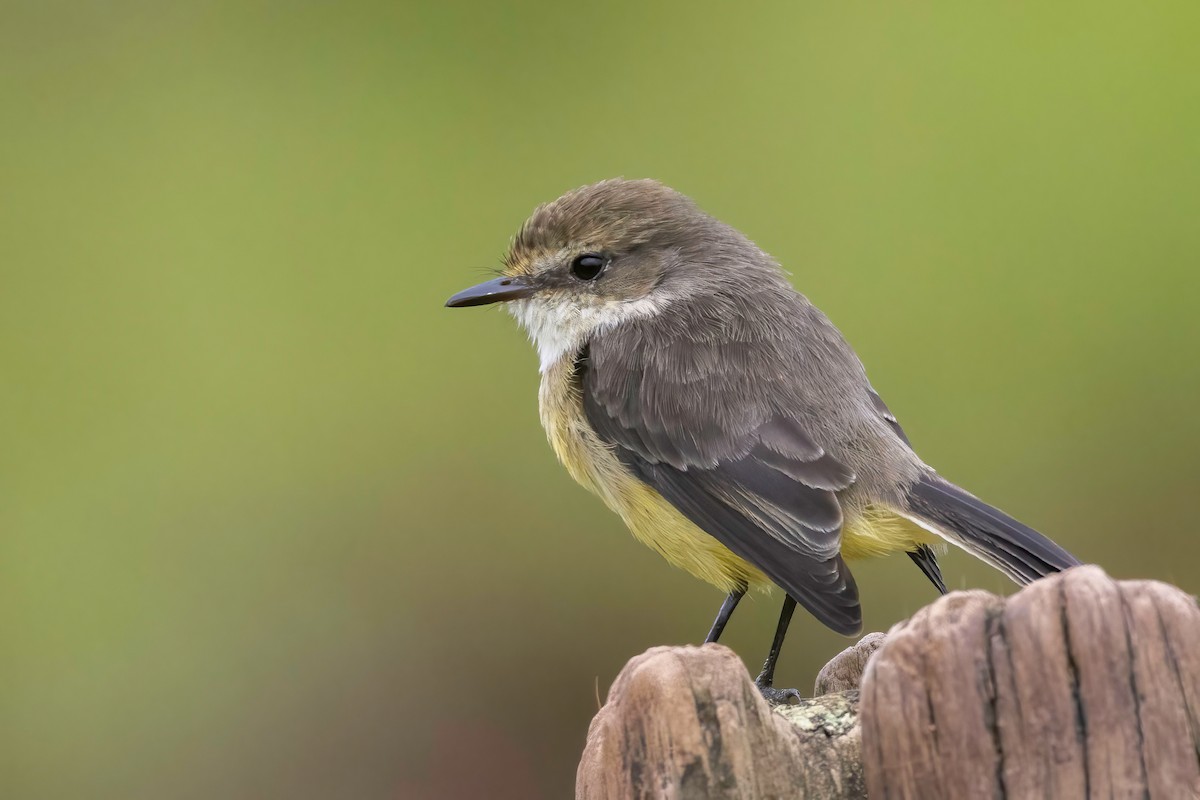 Brujo Flycatcher (Galapagos) - ML623935833