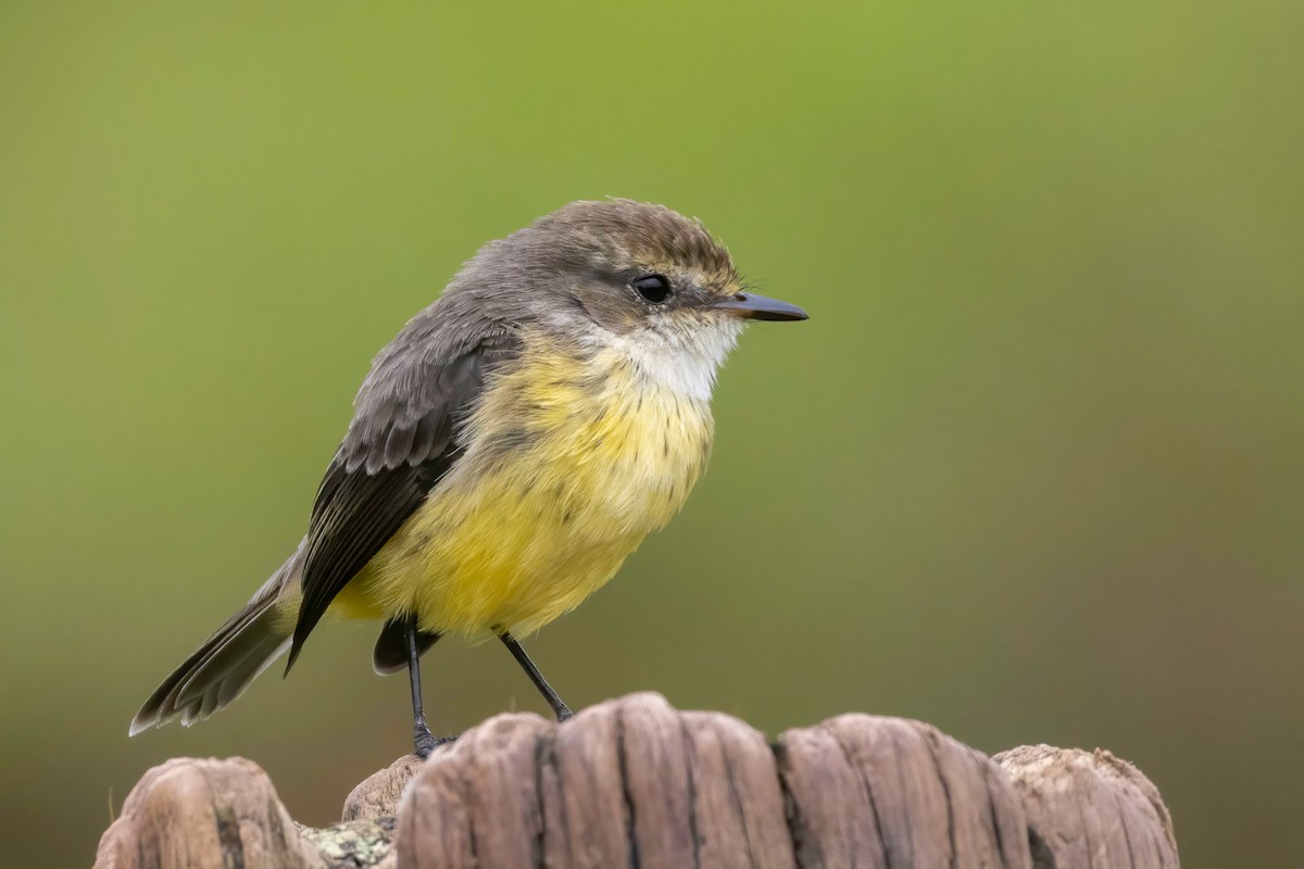 Brujo Flycatcher (Galapagos) - ML623935834