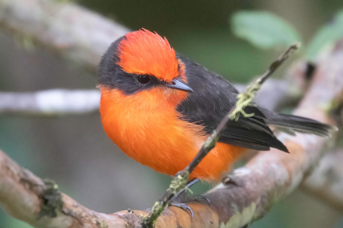 Brujo Flycatcher (Galapagos) - ML623935835