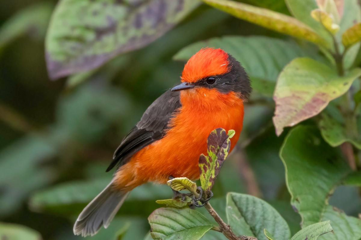 Brujo Flycatcher (Galapagos) - ML623935836