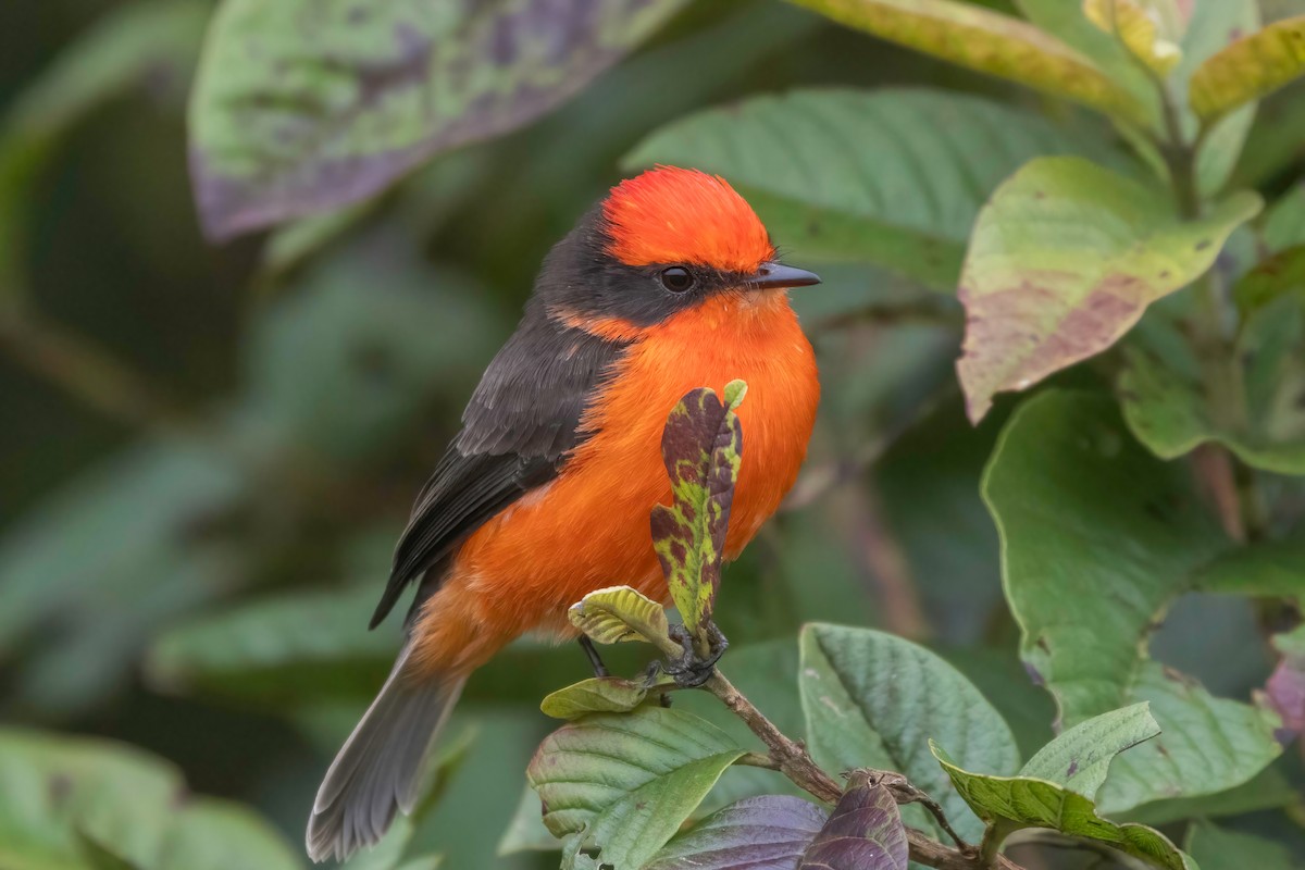 Brujo Flycatcher (Galapagos) - ML623935837