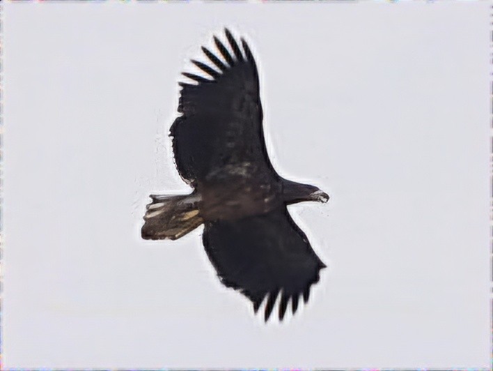 White-tailed Eagle - ML623935838