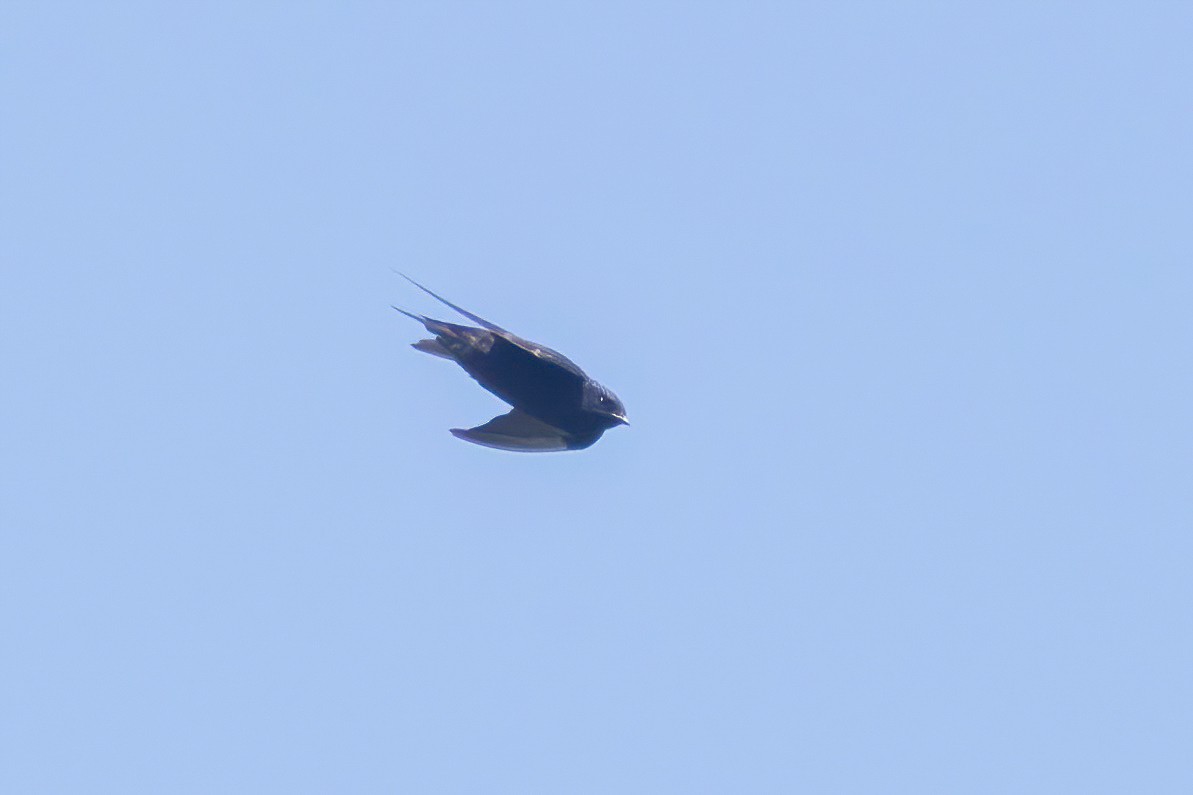 Galapagos Martin - ML623935840