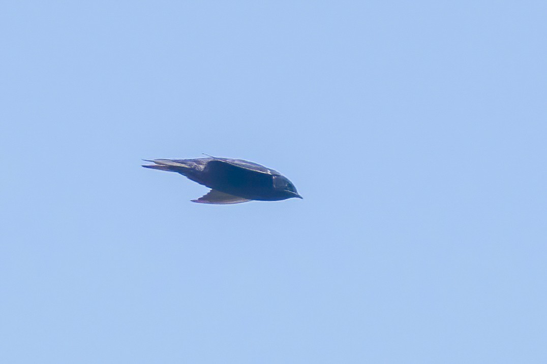 Galapagos Martin - ML623935841