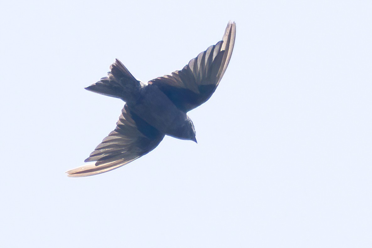 Galapagos Martin - ML623935842