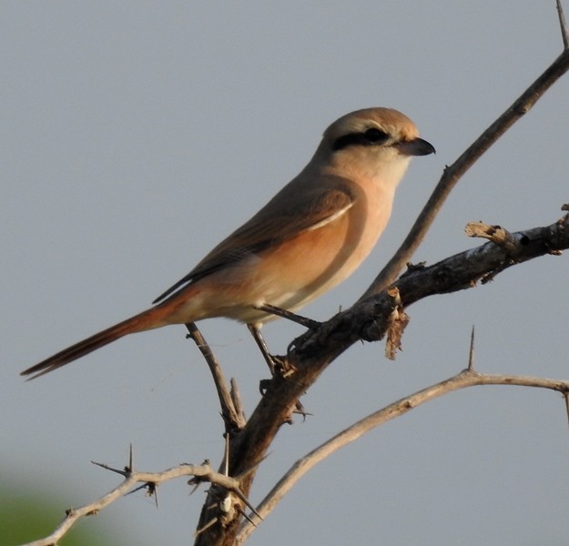 Isabelline Shrike - ML623935844