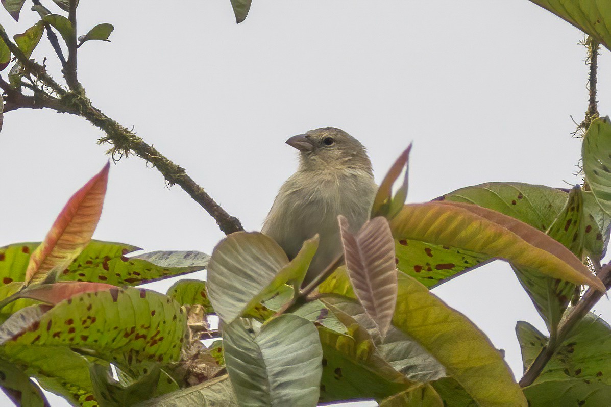 Géospize pique-bois (pallidus/productus) - ML623935850