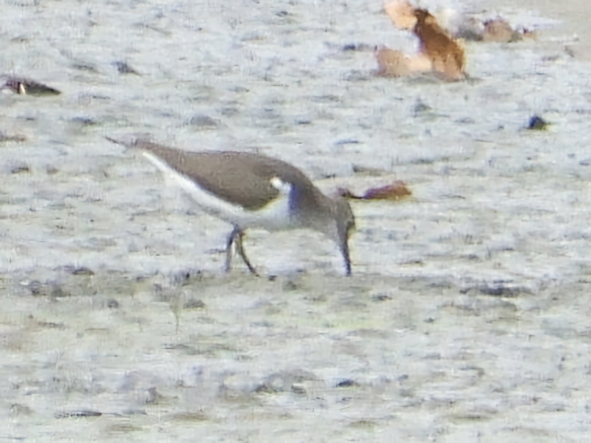 Common Sandpiper - ML623935855