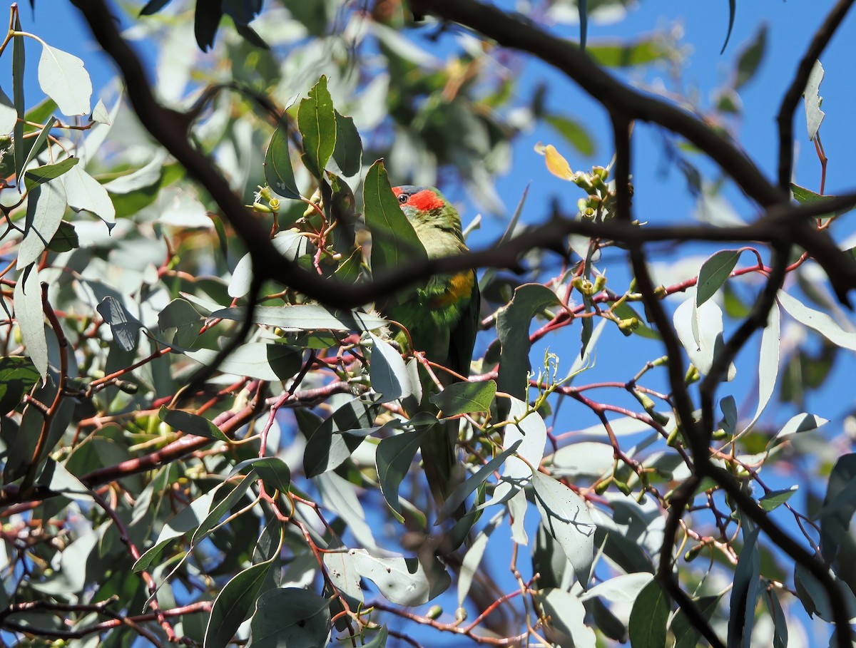 Musk Lorikeet - ML623935861