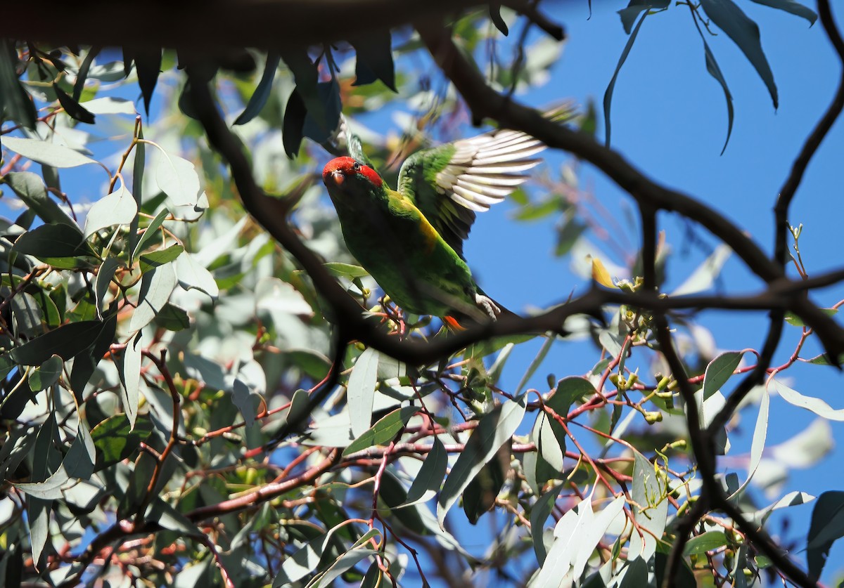 Musk Lorikeet - ML623935862