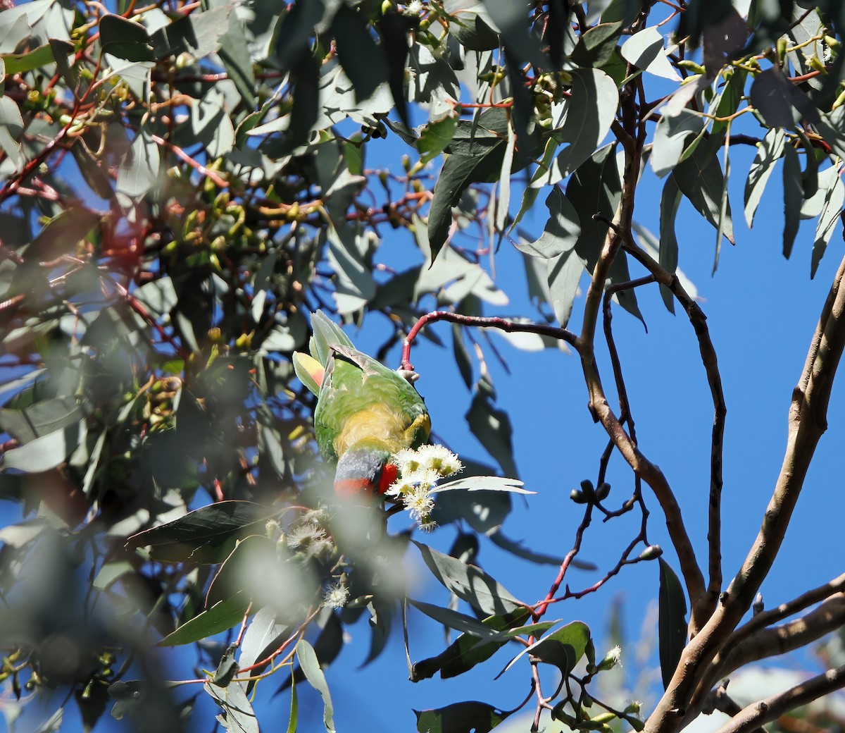 Musk Lorikeet - ML623935863