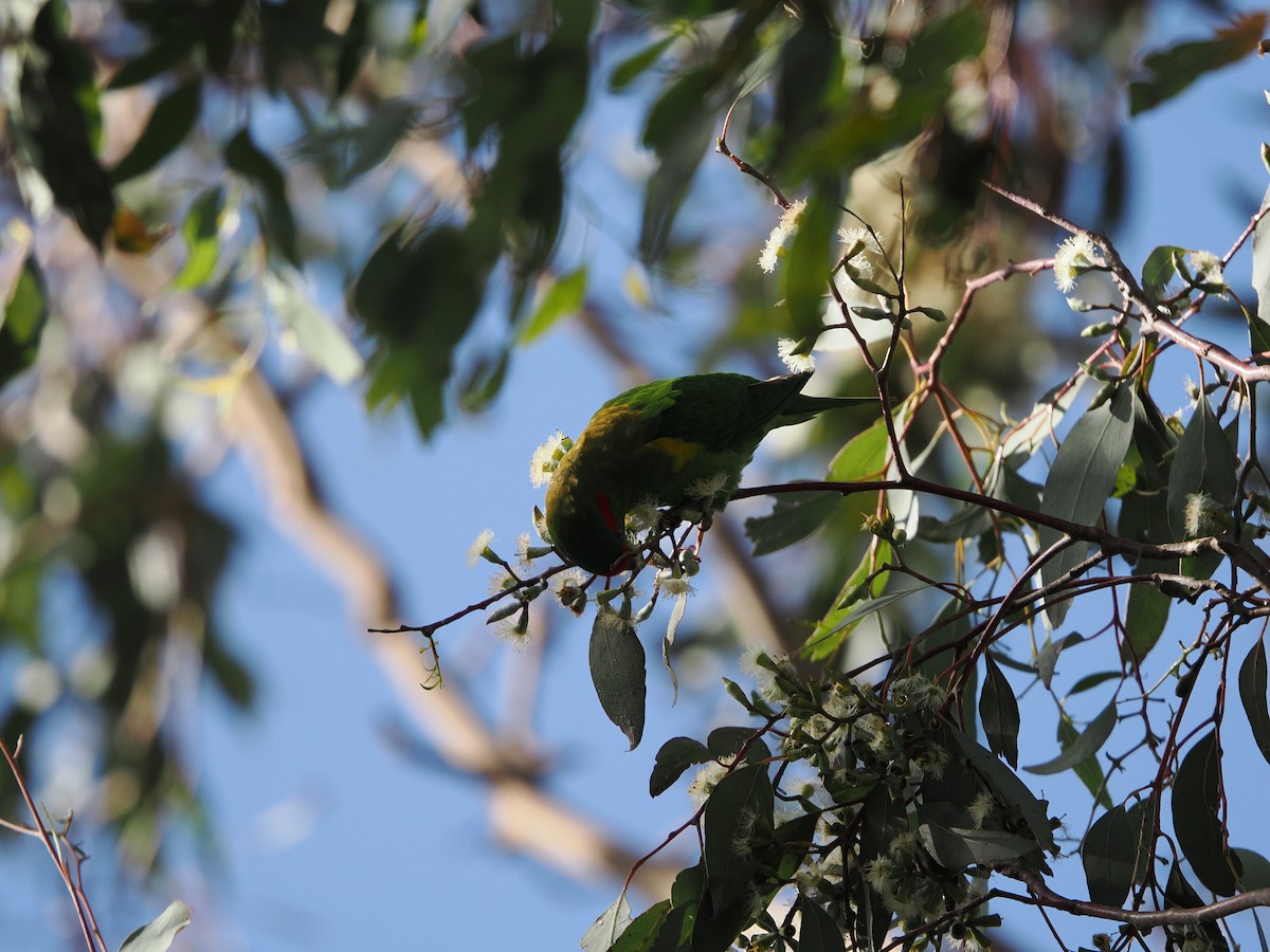 Musk Lorikeet - ML623935865