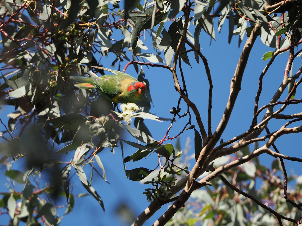 Musk Lorikeet - ML623935866