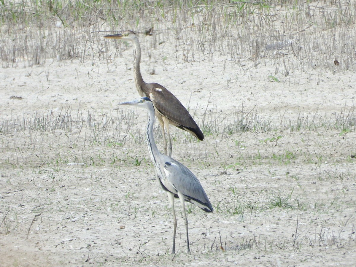 Gray Heron - ML623935867