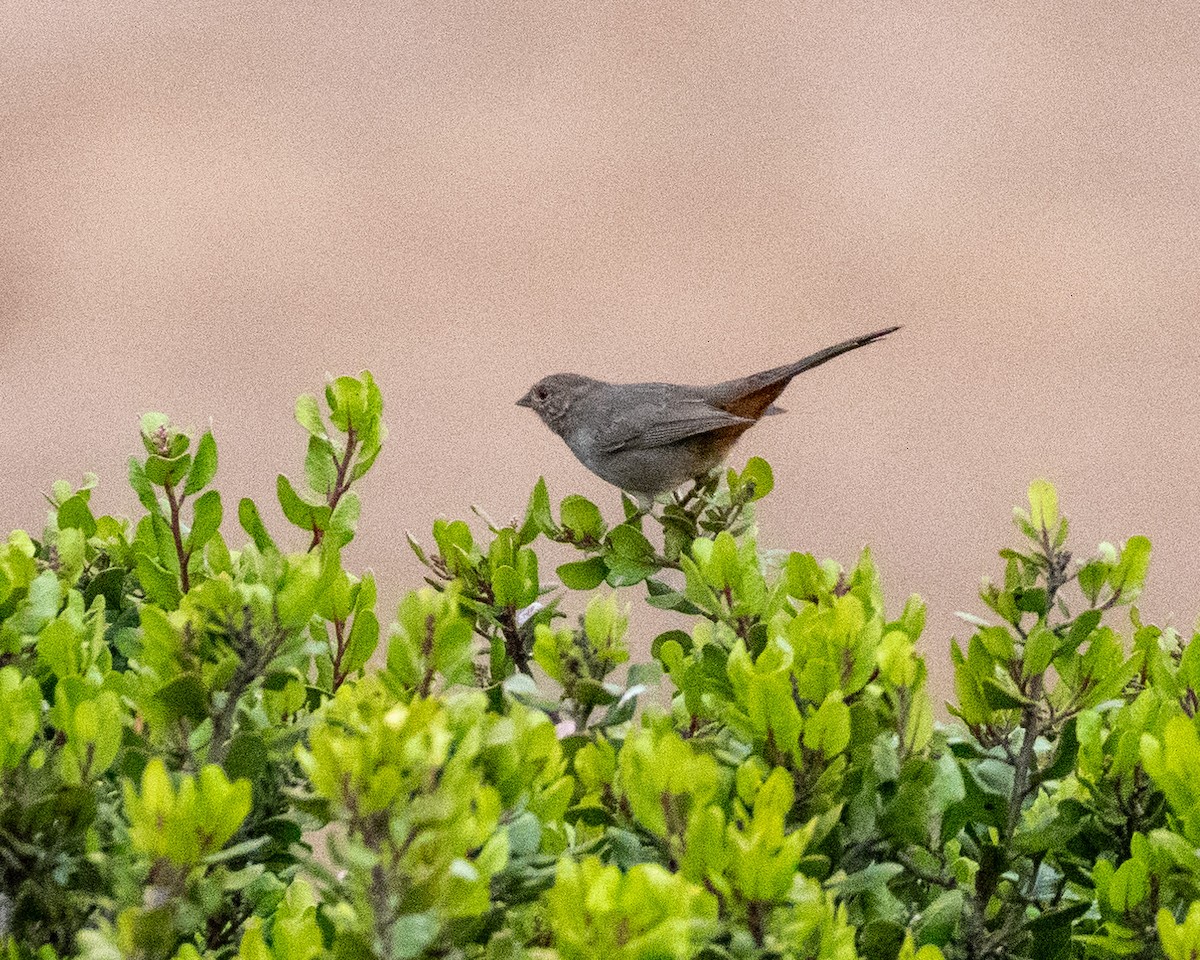 California Towhee - ML623935888