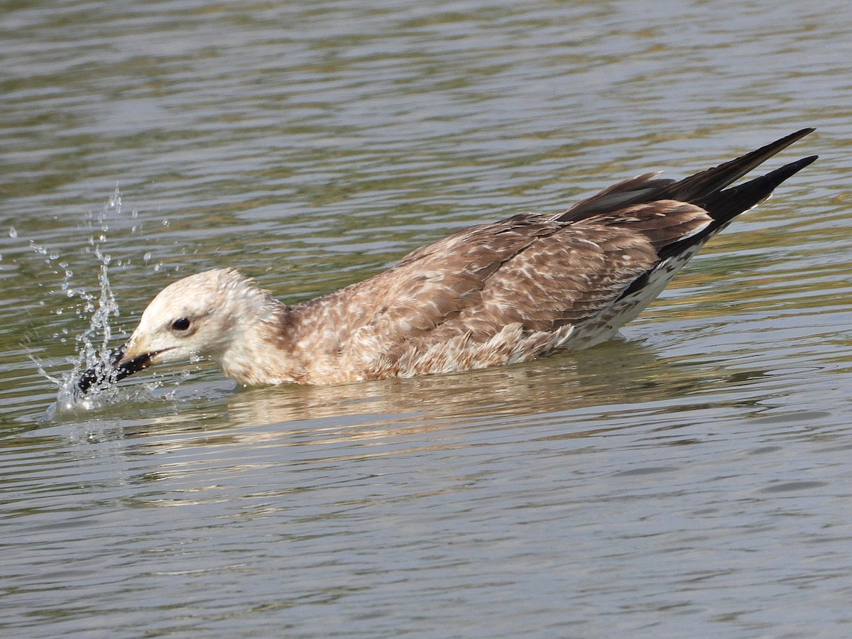 Yellow-legged Gull - ML623935890