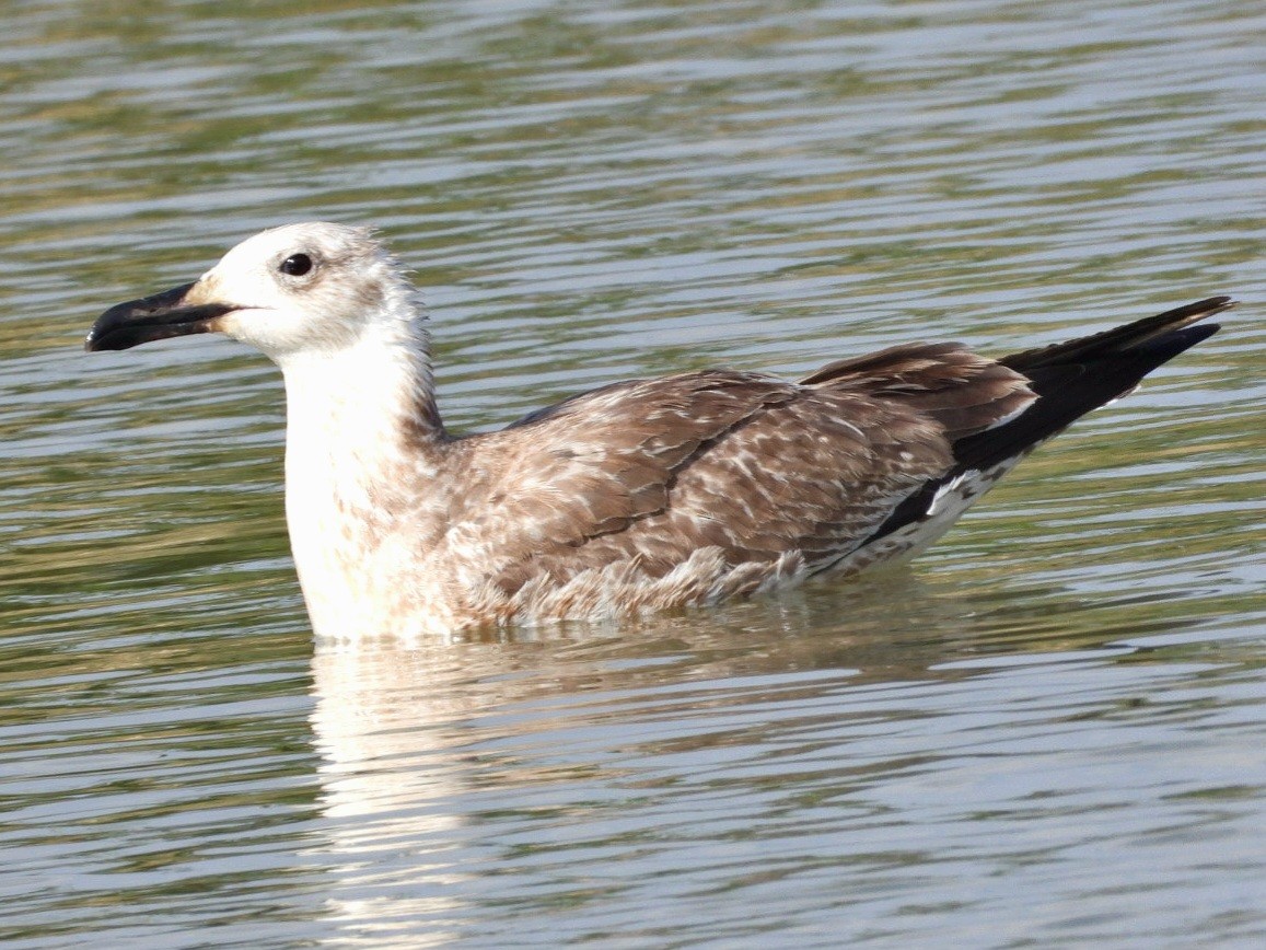 Yellow-legged Gull - ML623935892