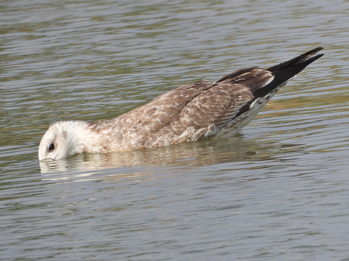 Yellow-legged Gull - ML623935893