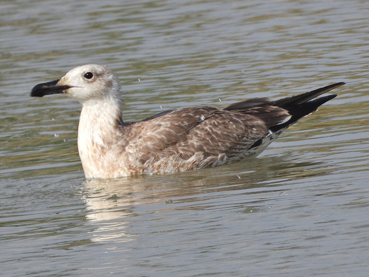 Yellow-legged Gull - ML623935894