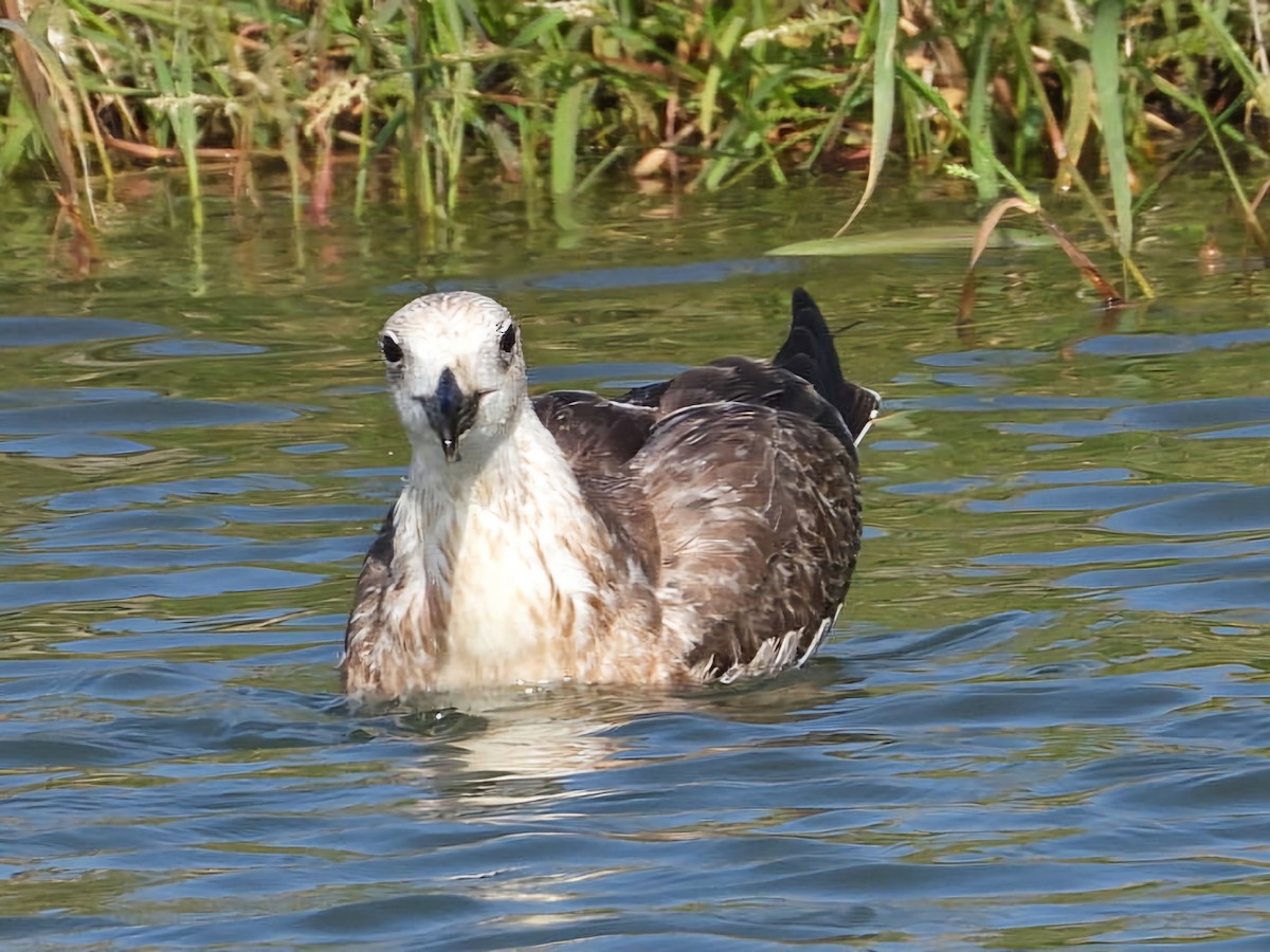 Yellow-legged Gull - ML623935895