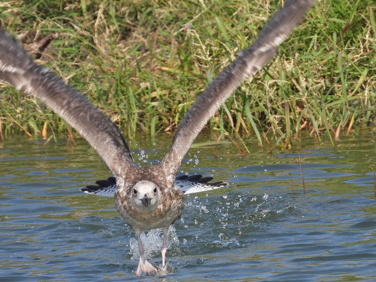 Yellow-legged Gull - ML623935898