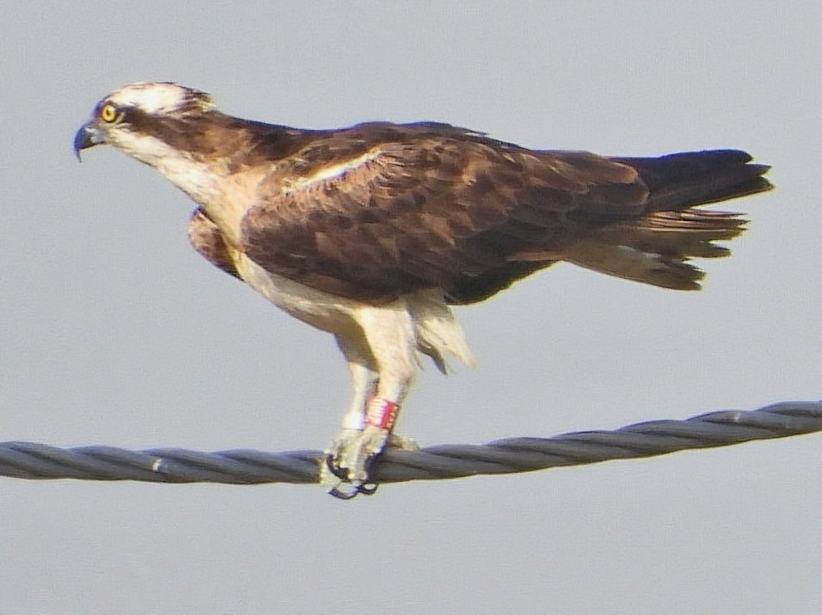 Osprey - ML623935901