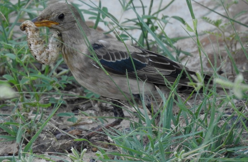 Rosy Starling - ML623935919