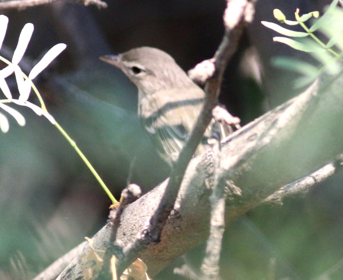 Bell's Vireo (Least) - ML623935922