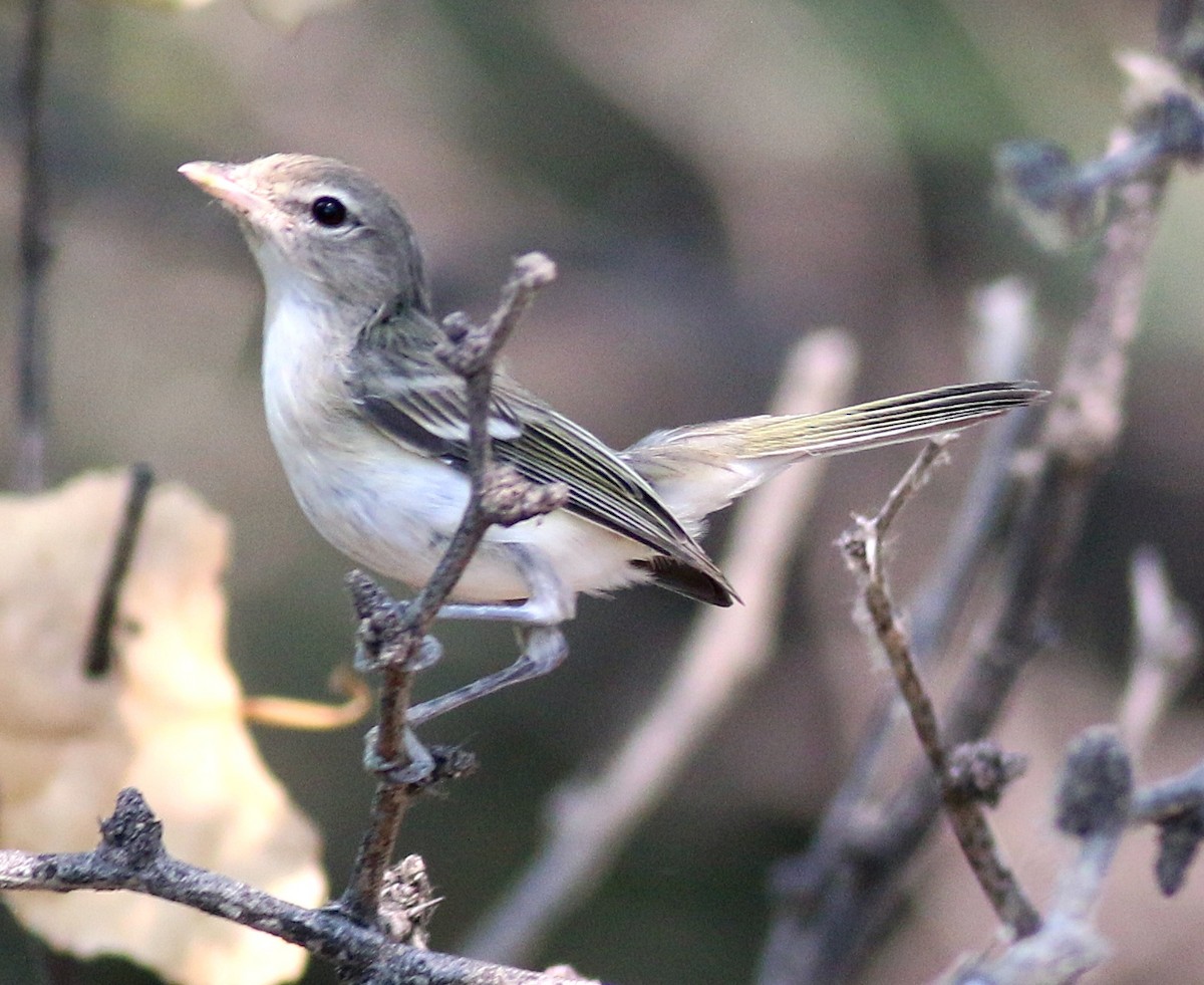 Bell's Vireo (Least) - ML623935923