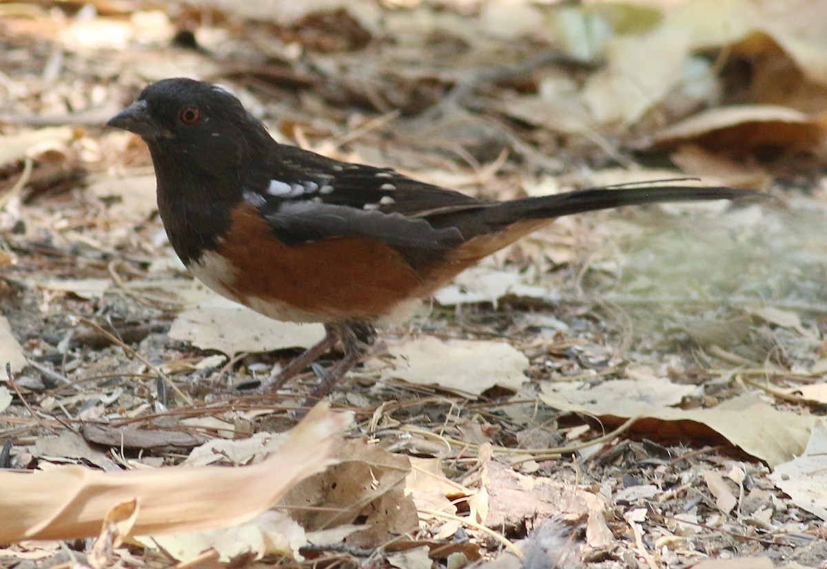 Spotted Towhee - ML623935983