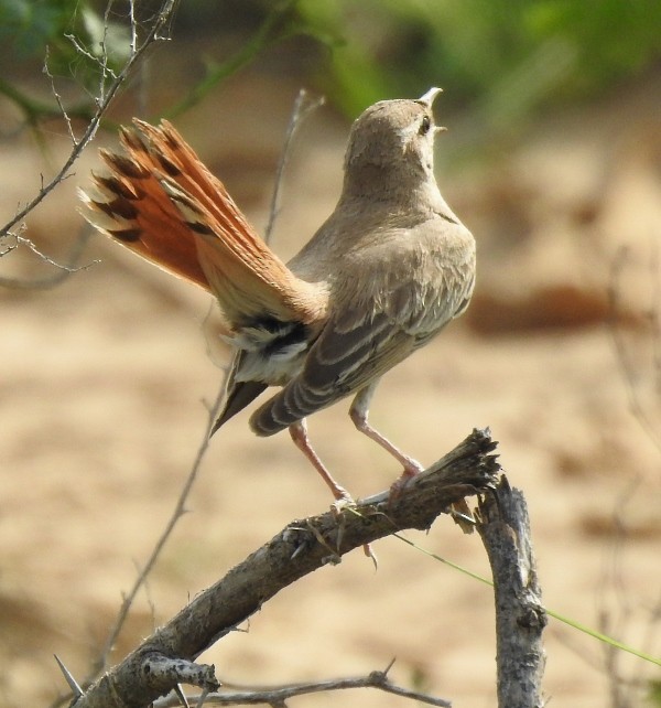 Rufous-tailed Scrub-Robin - ML623935984