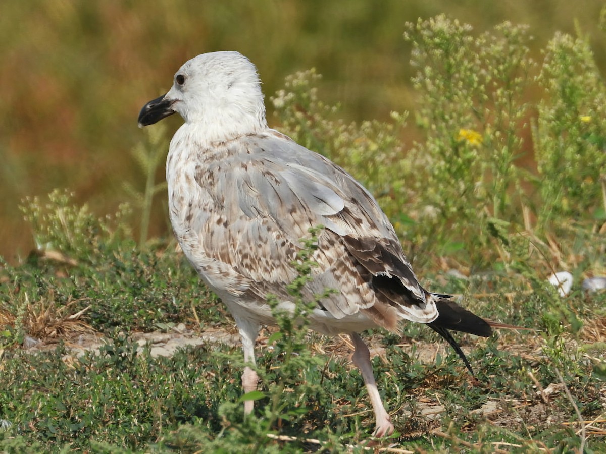 Yellow-legged Gull - ML623935985