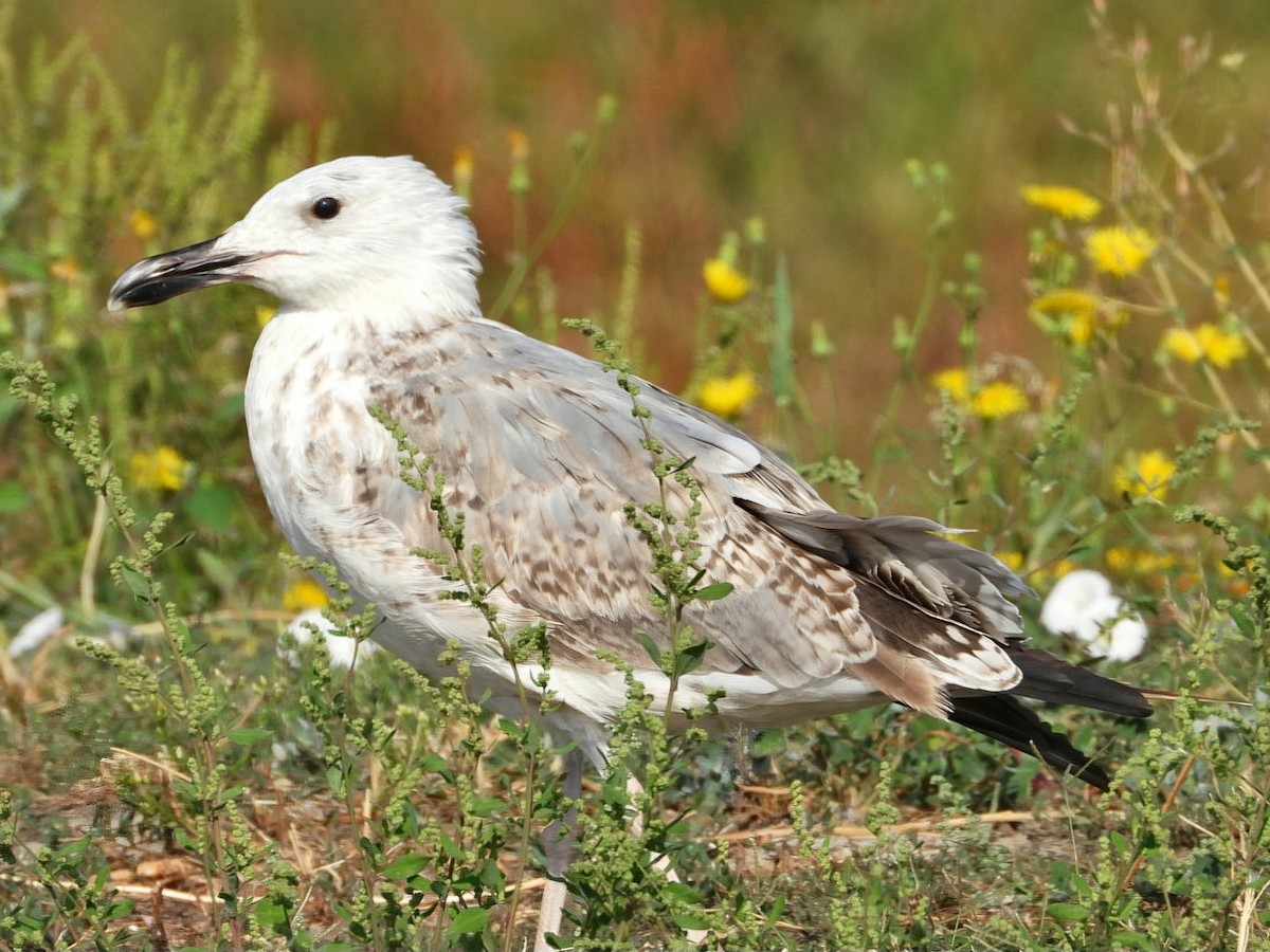 Yellow-legged Gull - ML623935986