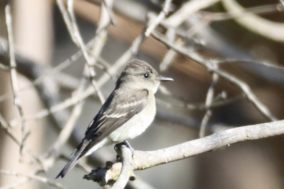 Western Wood-Pewee - ML623936022