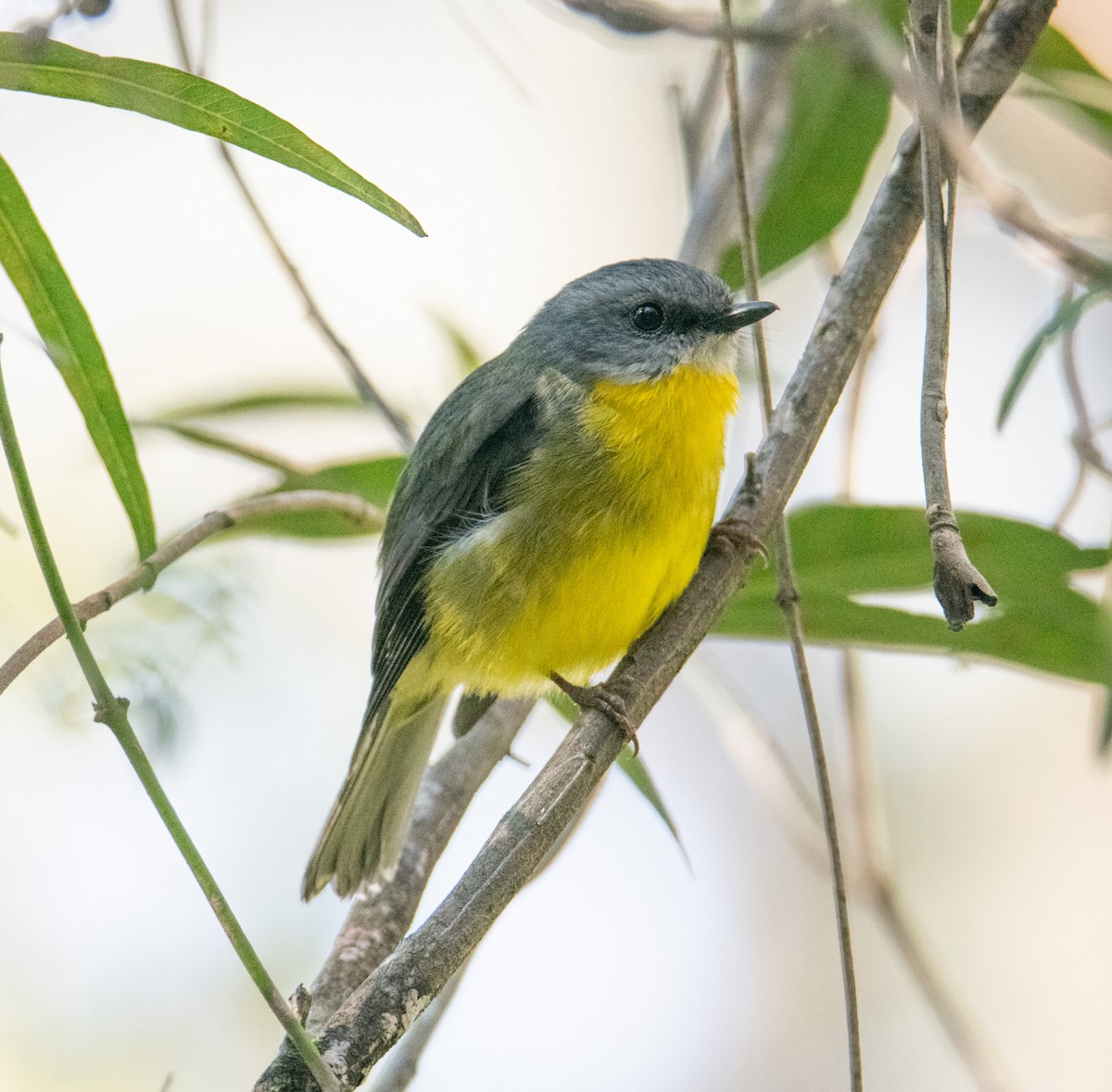 Eastern Yellow Robin - ML623936023