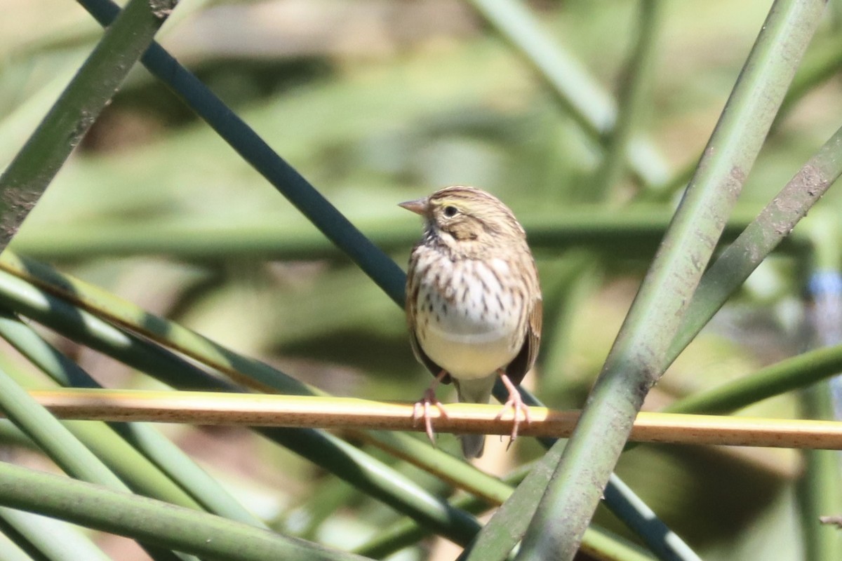 Savannah Sparrow - ML623936025