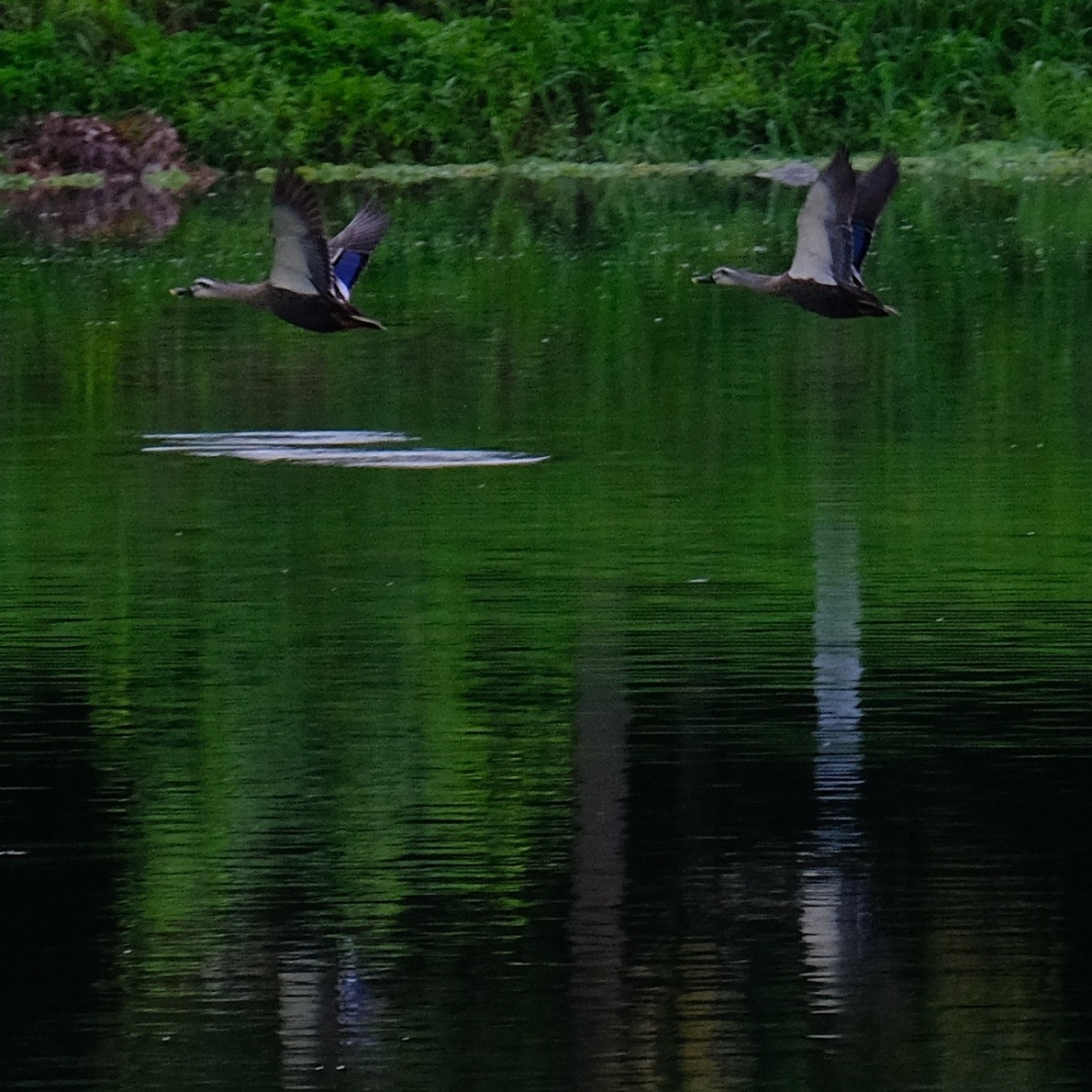 Eastern Spot-billed Duck - ML623936056