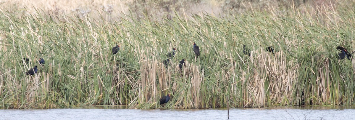 Australasian Swamphen - ML623936103